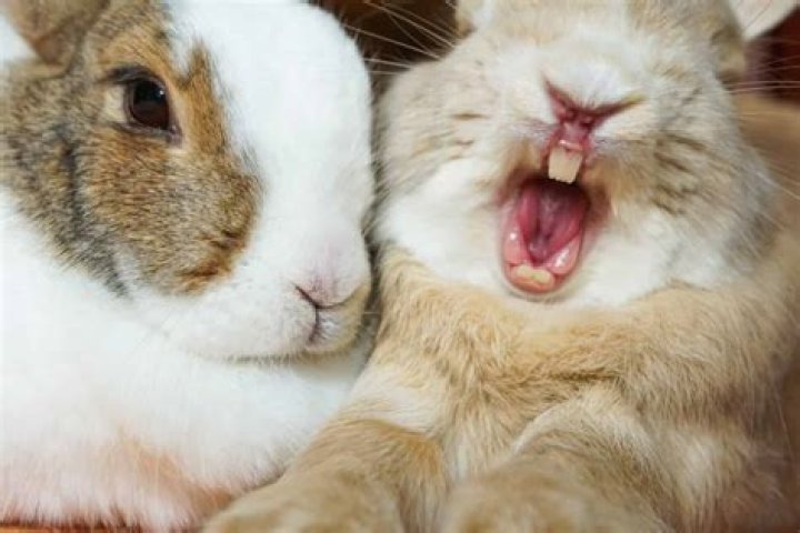 What is the super sense of rabbit?