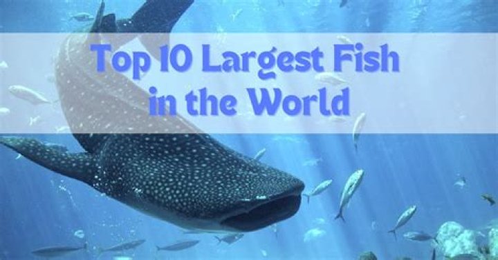 What is the top 10 biggest fish?