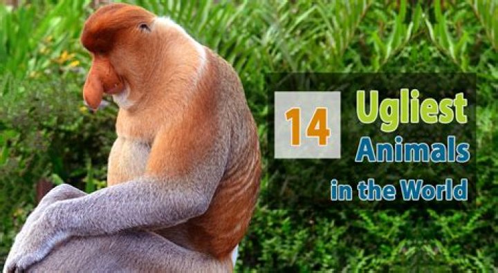 What is the ugliest animal in the world?