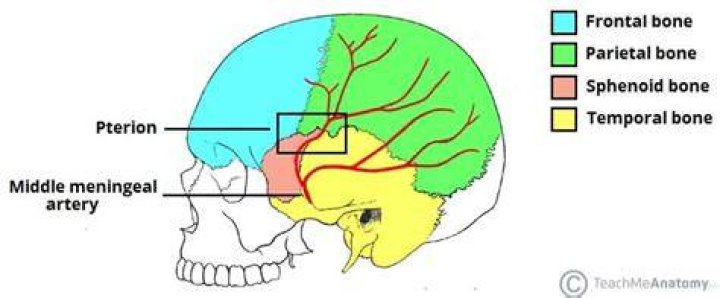 What is the weakest part of the skull?