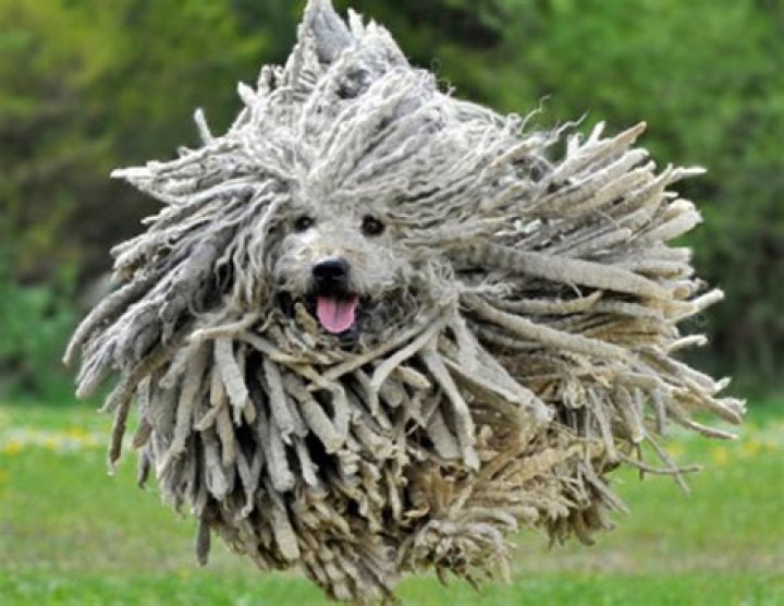 What is the weirdest dog breed?