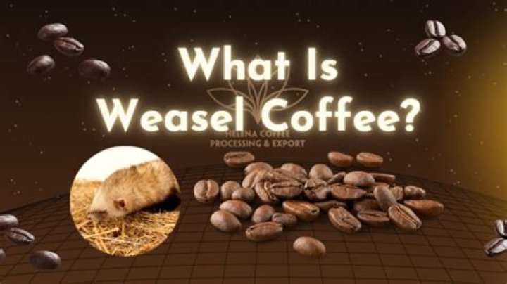 What is weasel coffee?