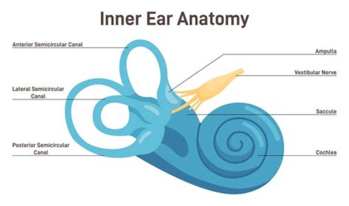 What is your inner ear called?