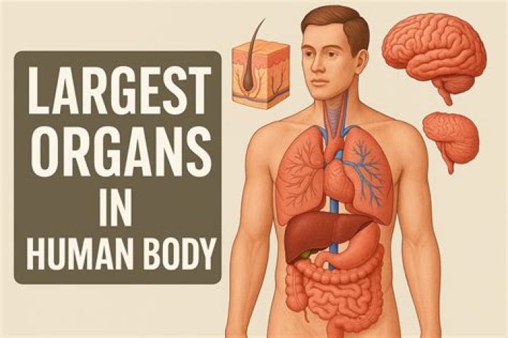 What is your second largest organ?