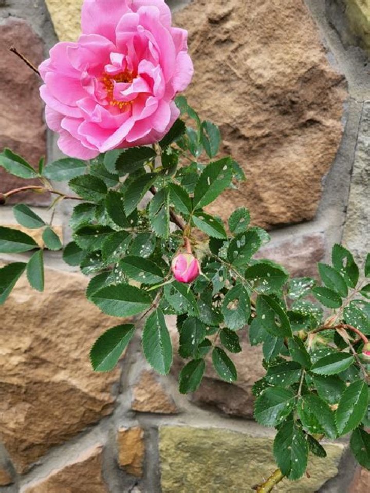 What kills a rose bush?