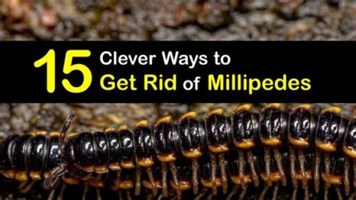 What kills millipedes instantly?