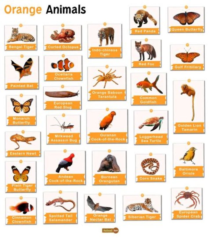 What kind of animal is blind?