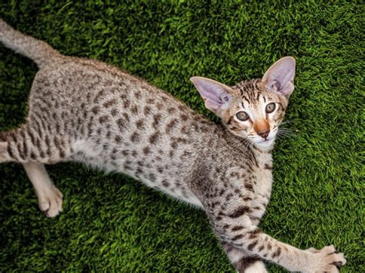 What kind of cat is Raymond?