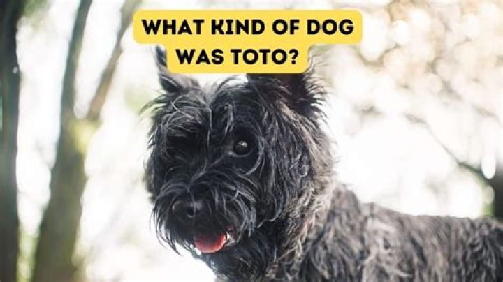 What kind of dog doesn't bite?