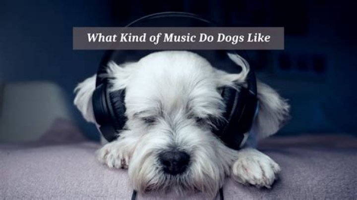 What kind of music do dogs like?