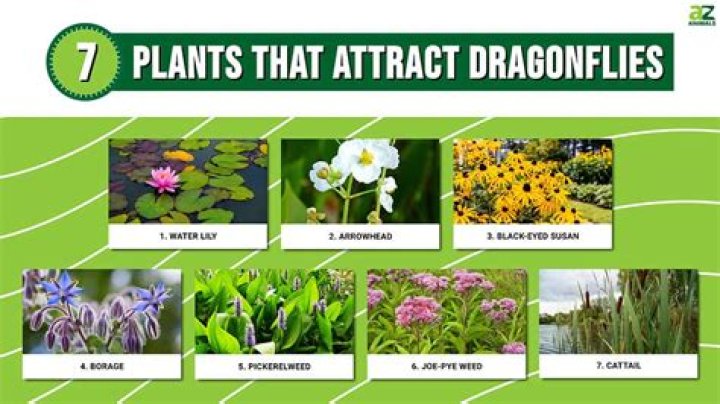 What kind of plant attracts dragonflies?