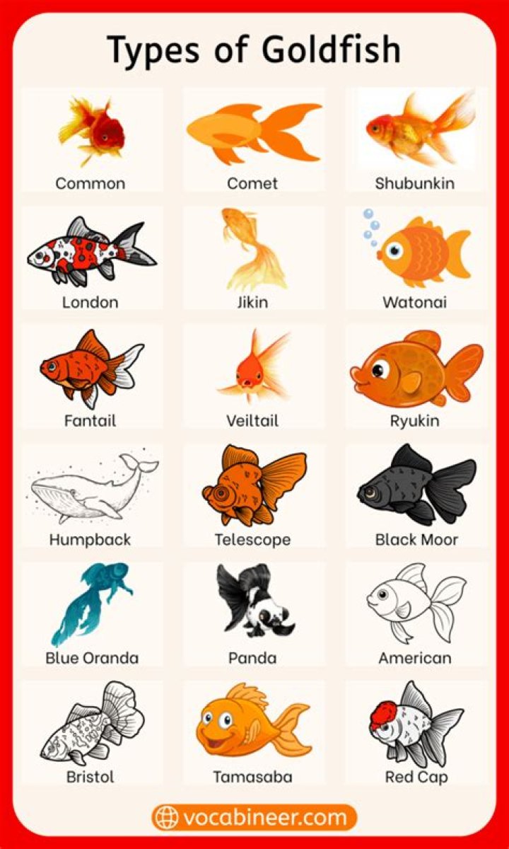 What kind of plants do goldfish like?