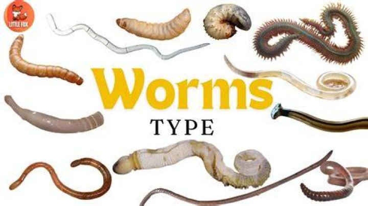 What kind of worm comes out of the skin?