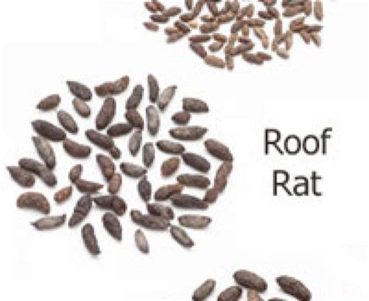 What looks like mouse poop but isn t?