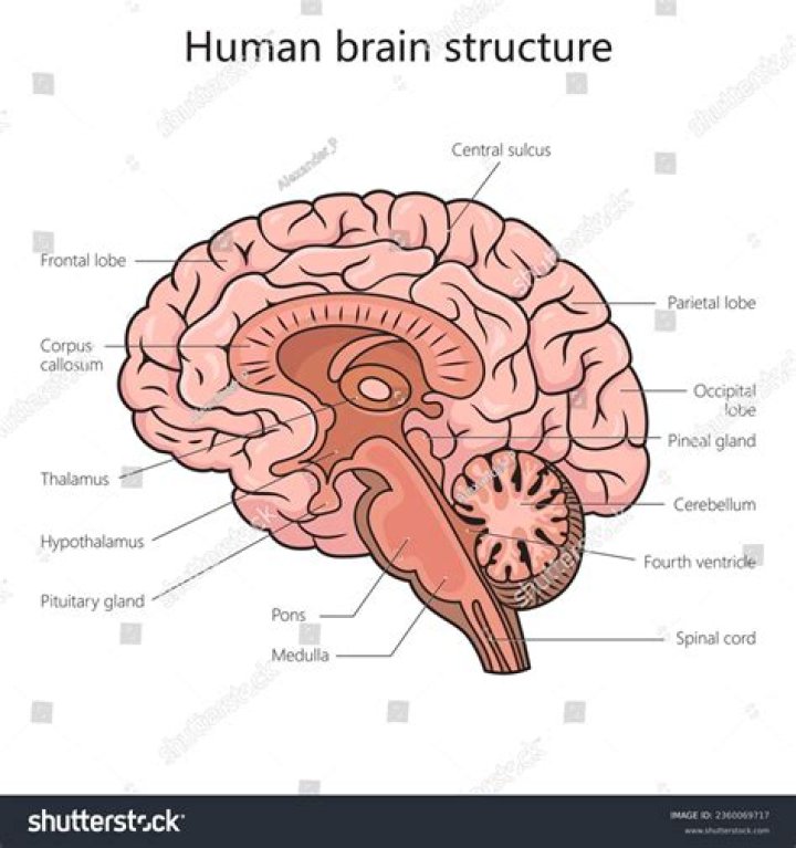 What makes up 80% of the human brain?