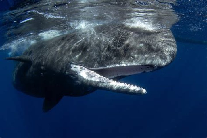 What makeup has whale sperm?
