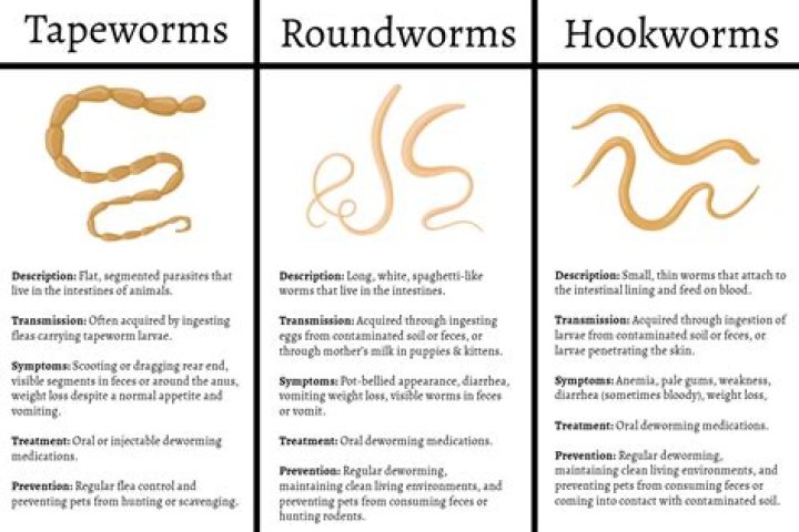 What medication is used to treat roundworms in humans?