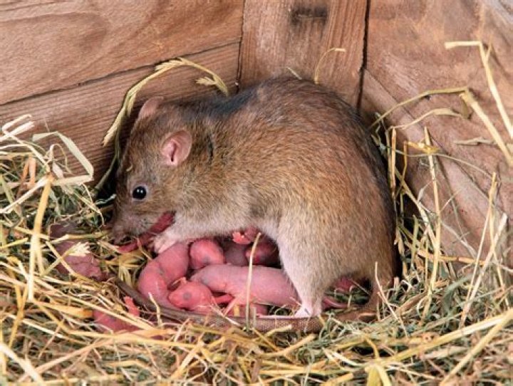 What month do rats have babies?