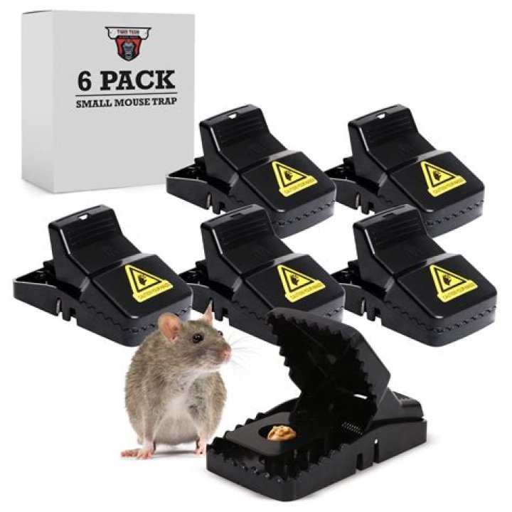 What mouse traps work best?