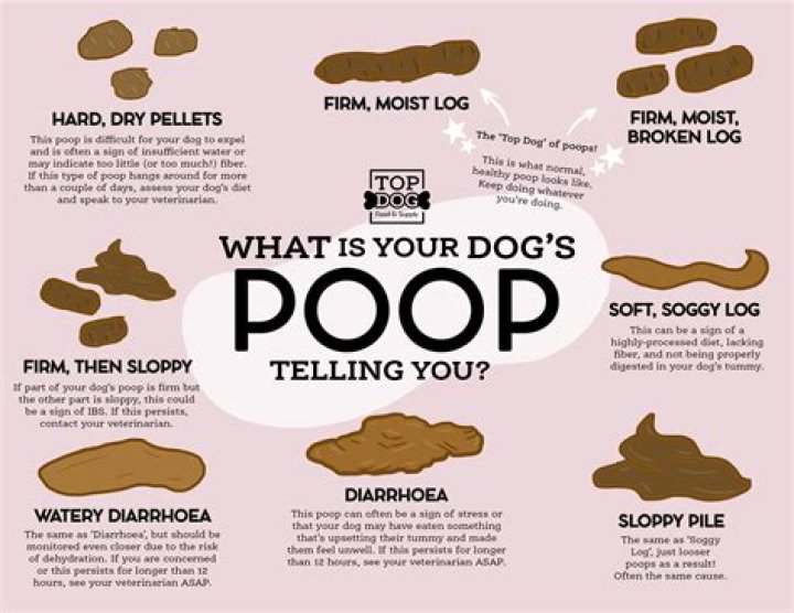 What my dog is trying to tell me?