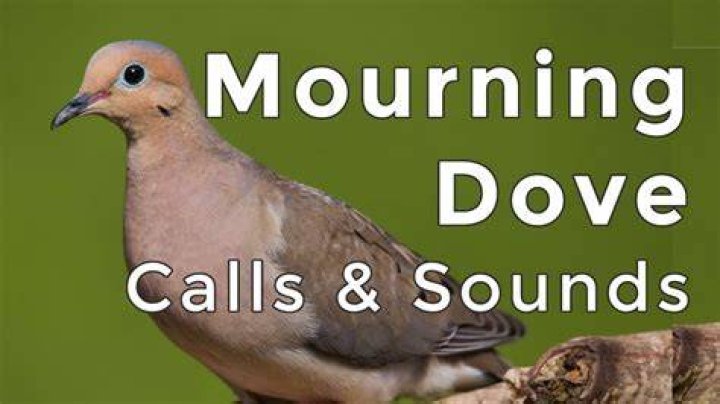 What noises do birds like?