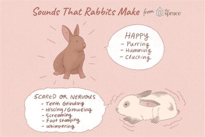 What noises do bunnies make when they are happy?