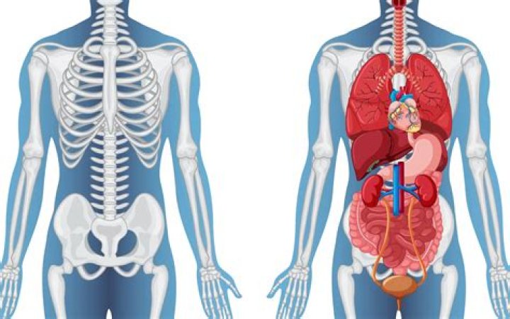 What organ is active at 2am?