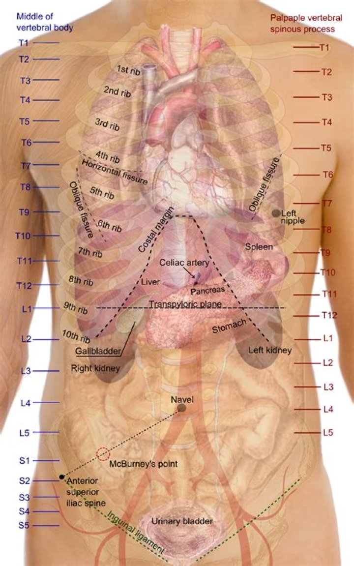 What organ is behind left back rib cage?