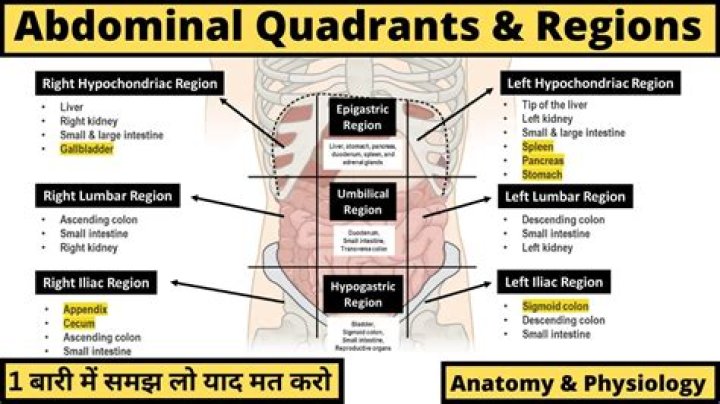 What organs can you feel in your abdomen?