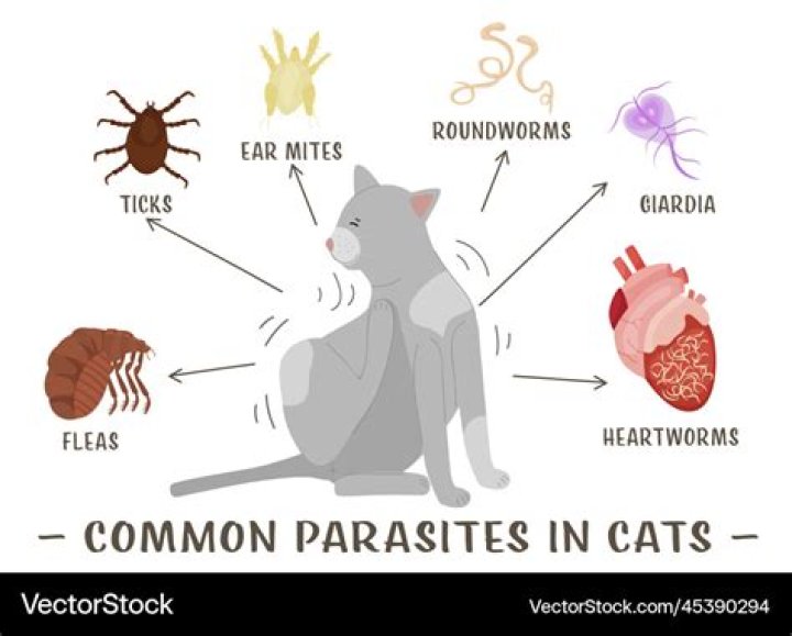 What parasite makes you like cats?