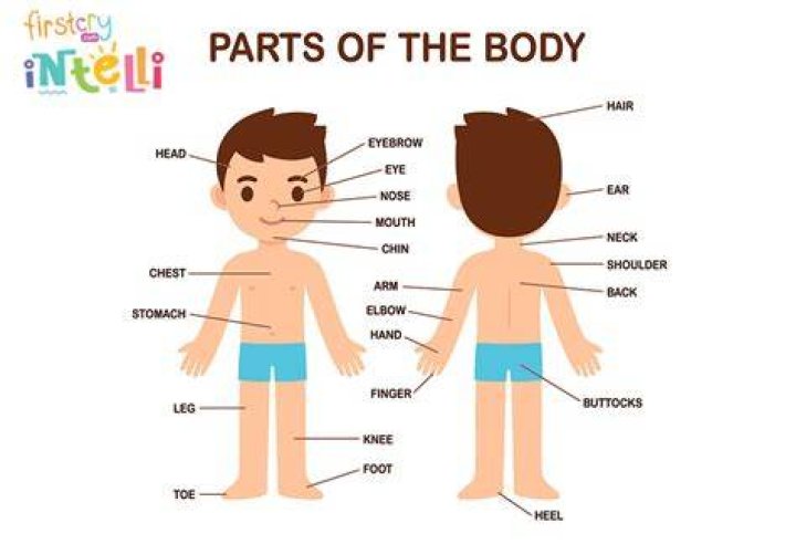 What part of the body doesn't grow?