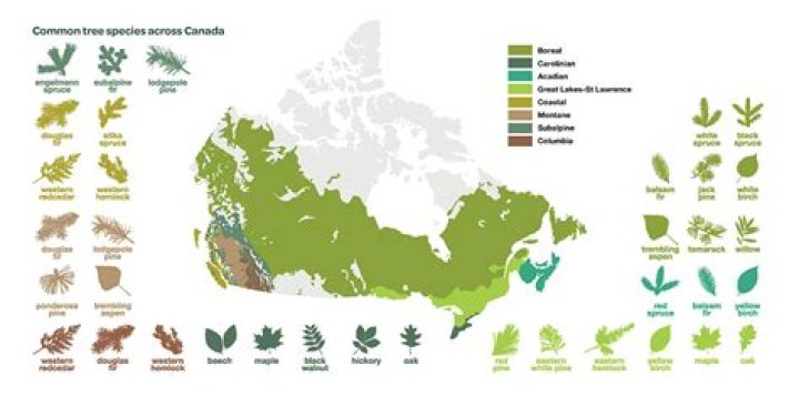What percentage of Canadian forests are protected?