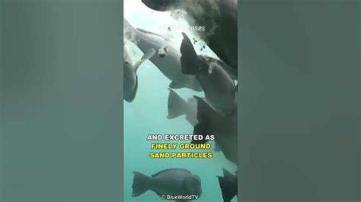 What percentage of sand is fish poop?