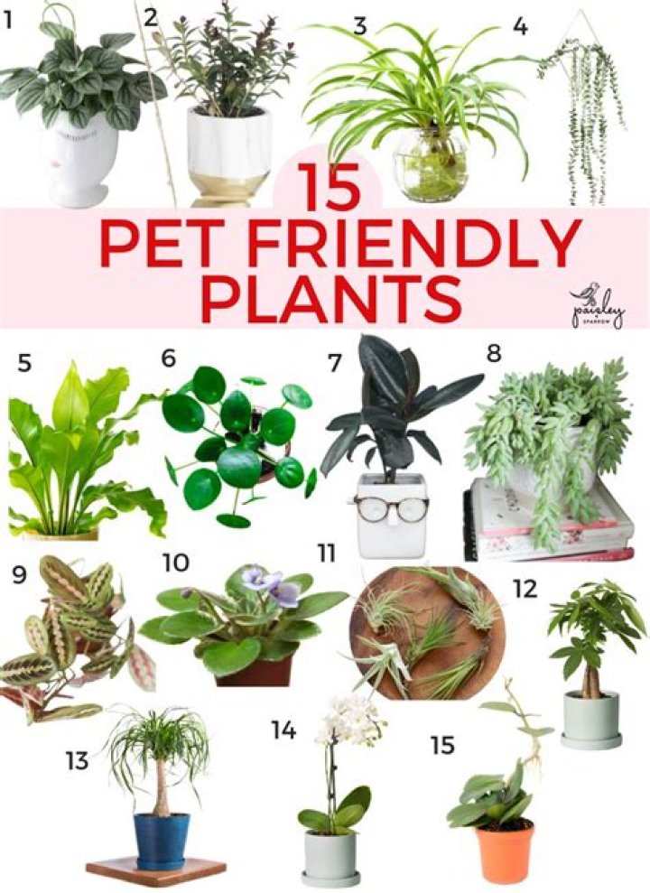 What plant is good for cats?