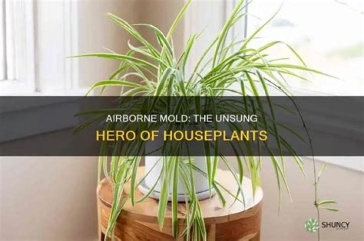 What plant removes 78% of airborne mold?