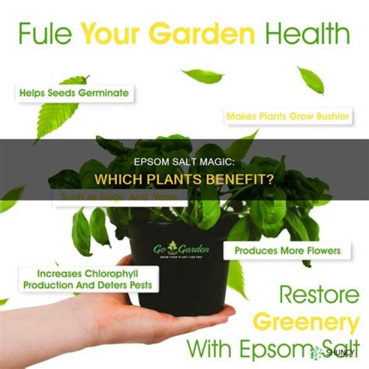 What plants benefit from Epsom salt?