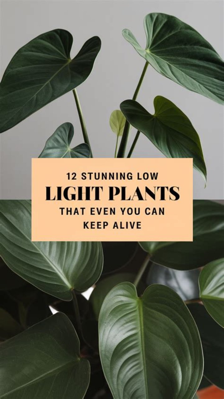 What plants stay alive all year?