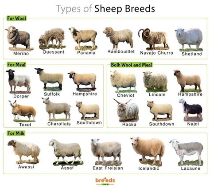 What Pokémon looks like a sheep?