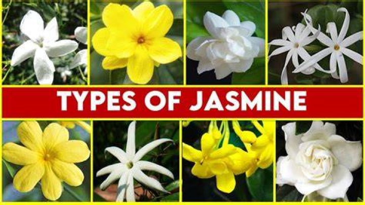 What race is Jasmine?