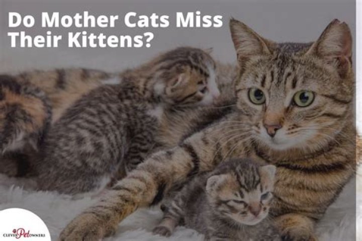 What reminds cats of their mother?