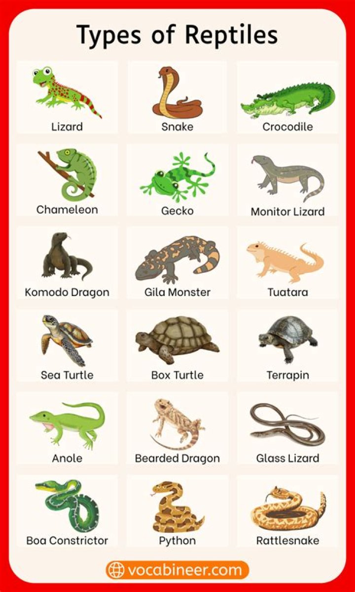 What reptiles live in Vietnam?
