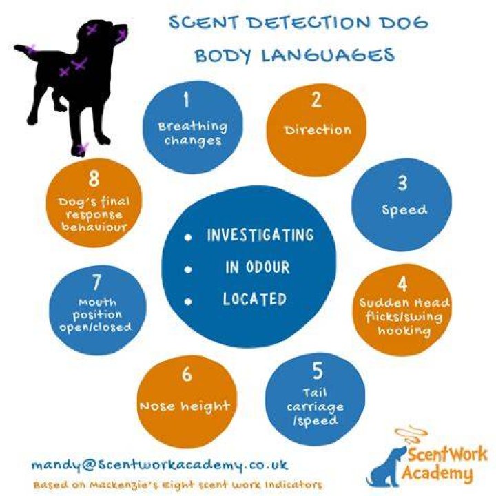 What scent do dogs hate to pee on?