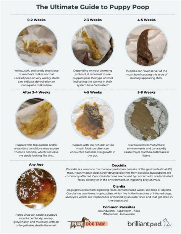 What should 8 week old puppy poop look like?