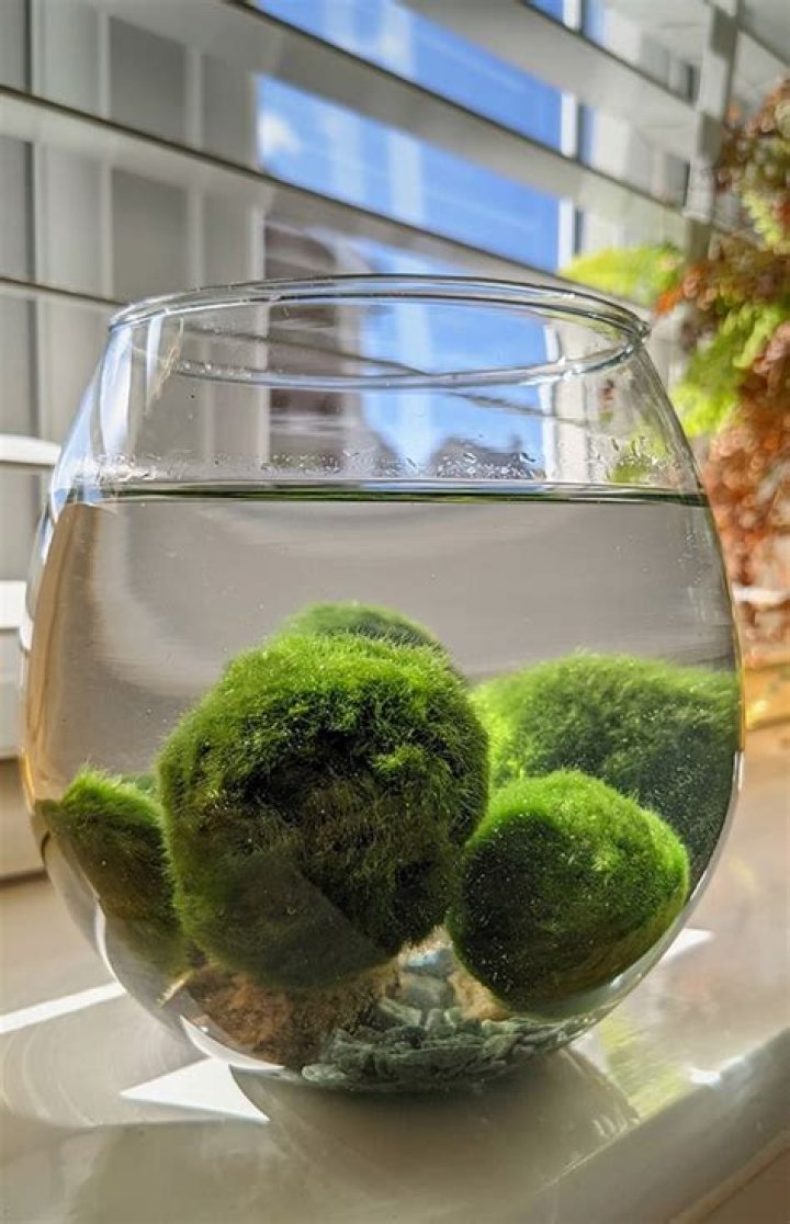 What should I name my moss ball?