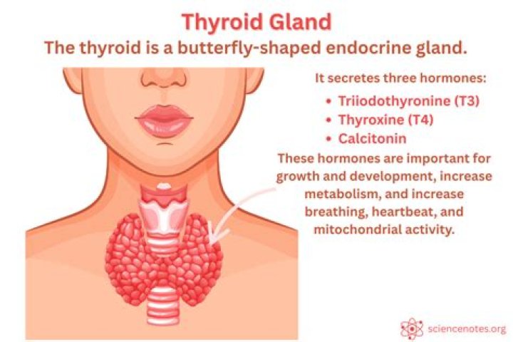 What side is your thyroid on?