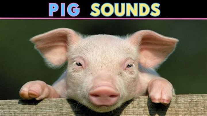 What sound does a happy pig make?