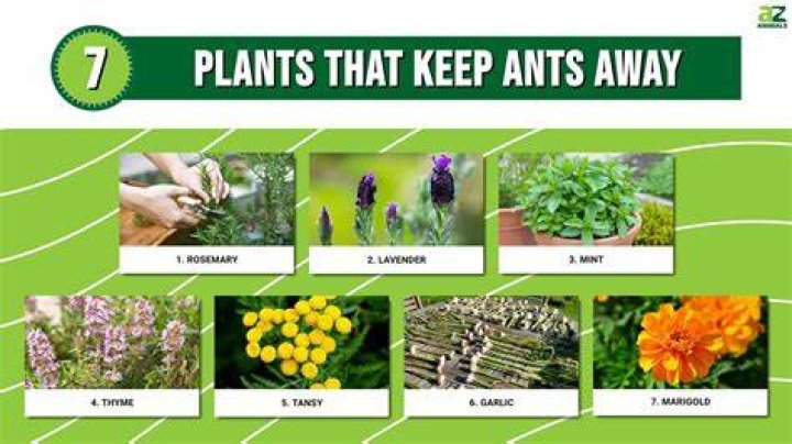 What spices keep animals away?