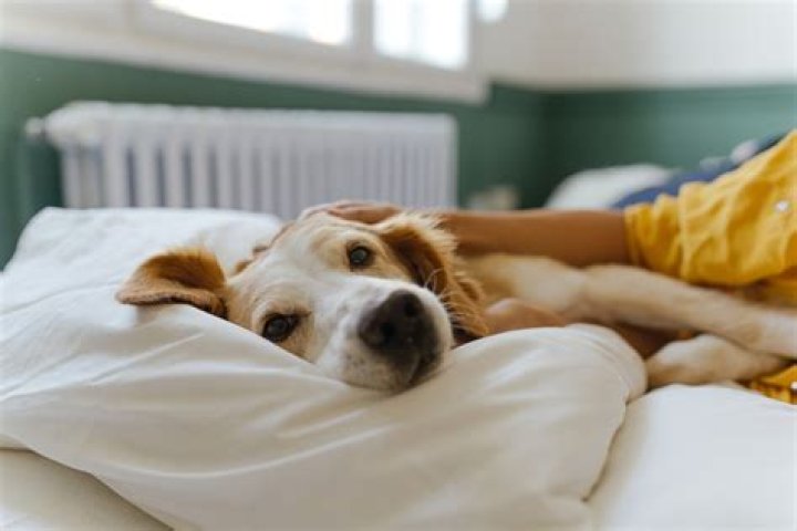What temperature do dogs like to sleep in?