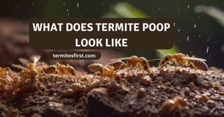 What termite poop looks like?