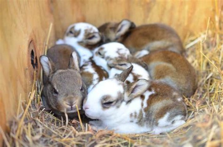 What time of year do rabbits have babies?